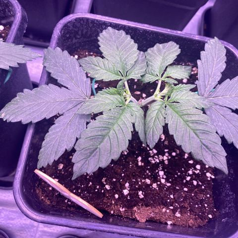 Wedding Gelato #2 growlog timeline photo
