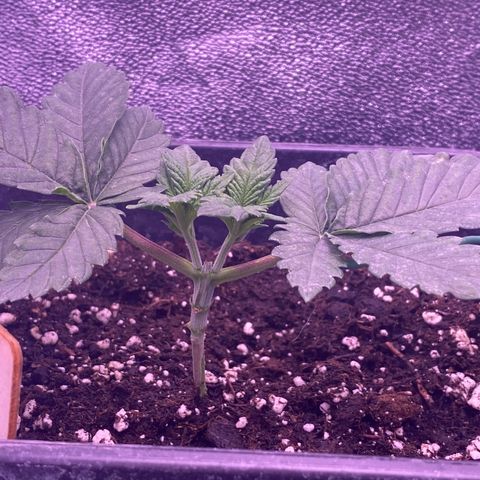 O.G. Kush #2 growlog timeline photo