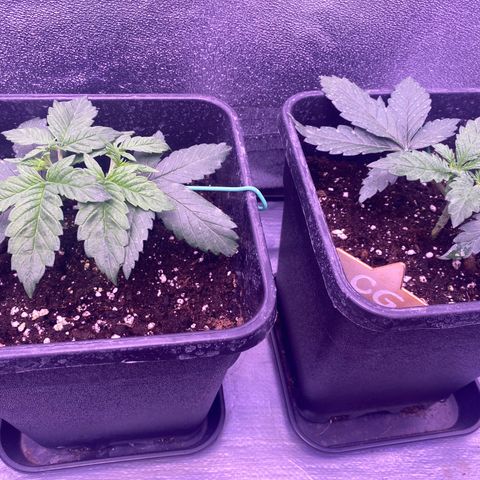 Cookies Gelato #1 growlog timeline photo