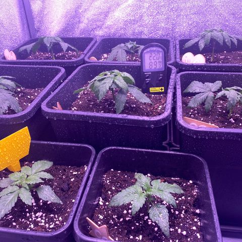 Cookies Gelato #1 growlog timeline photo