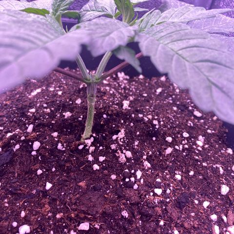Wedding Gelato #2 growlog timeline photo