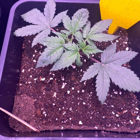 O.G. Kush #2 growlog timeline photo