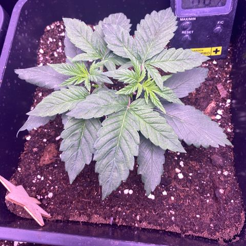 Cookies Gelato #1 growlog timeline photo