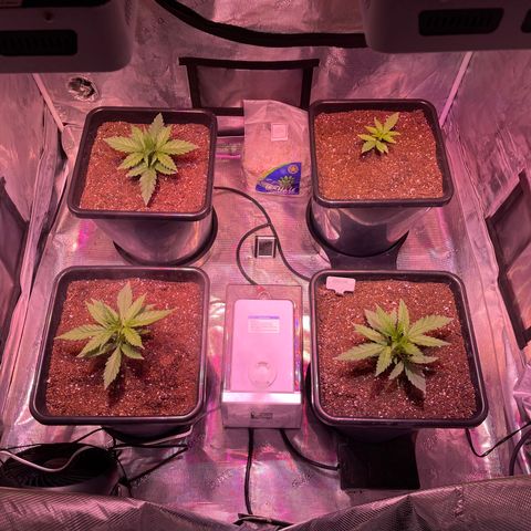 Purple Haze growlog photo: 3 of the 4 have 5 nodes with the exception of Tiny Teresa having 4