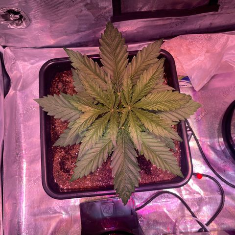 Purple Haze growlog photo: Progress. Front right has what looks like a little bit of nutrient burn. The other three look wonderful. I adjusted the fans and they’ve a nice breeze. 