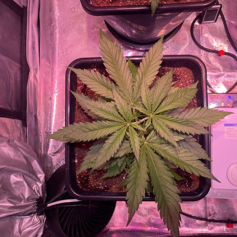 Purple Haze growlog photo: Progress. Front right has what looks like a little bit of nutrient burn. The other three look wonderful. I adjusted the fans and they’ve a nice breeze. 