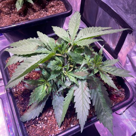 Purple Haze growlog photo: Progress. Front right has what looks like a little bit of nutrient burn. The other three look wonderful. I adjusted the fans and they’ve a nice breeze. 
