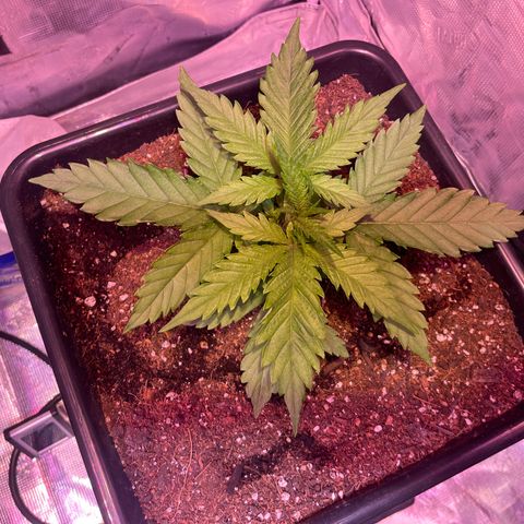 Purple Haze growlog photo: Progress. Front right has what looks like a little bit of nutrient burn. The other three look wonderful. I adjusted the fans and they’ve a nice breeze. 