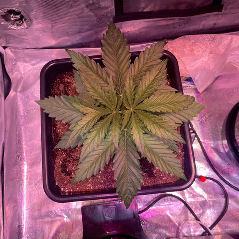 Purple Haze growlog timeline photo
