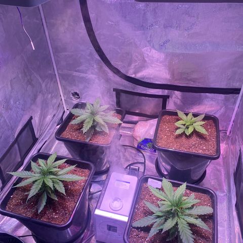 Purple Haze growlog timeline photo