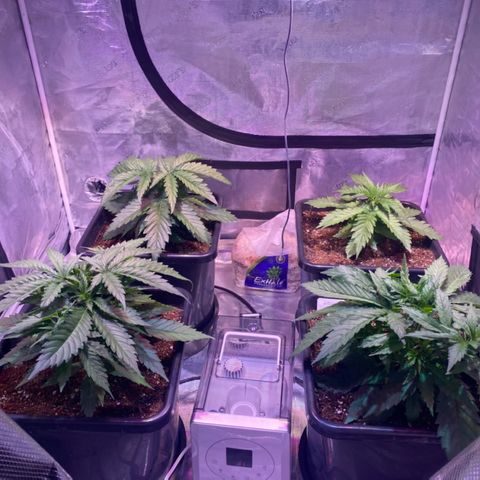 Purple Haze growlog photo: Progress