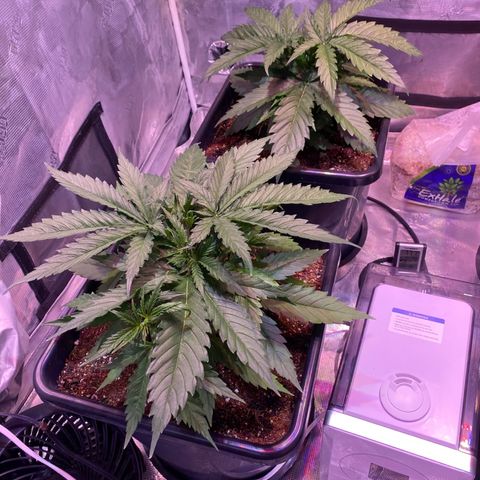 Purple Haze growlog photo: Progress