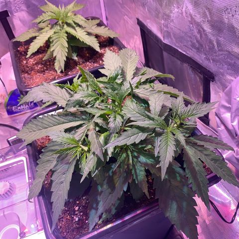 Purple Haze growlog photo: Progress