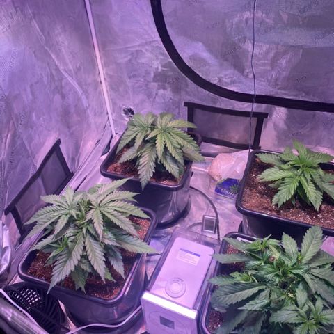Purple Haze growlog photo: Progress