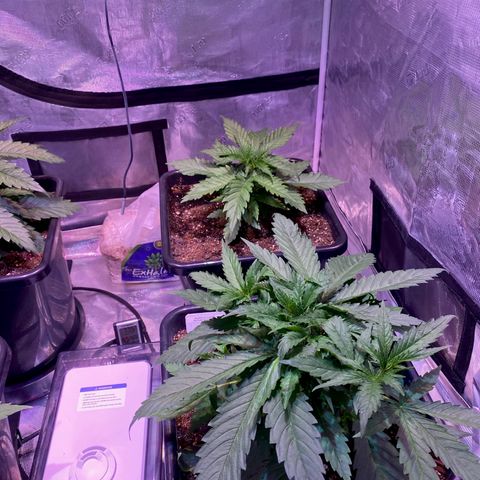 Purple Haze growlog photo: Progress