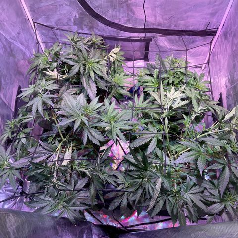 Purple Haze growlog photo: Trellis netting was installed today. 8 more days until defoliation, and lights will get flipped in 9 days (day 50). 