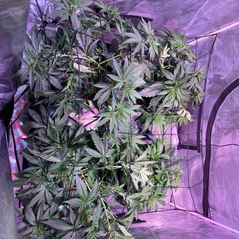 Purple Haze growlog timeline photo