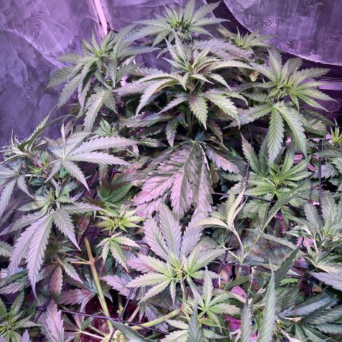Purple Haze growlog photo: Defoliated all 4 plants. 