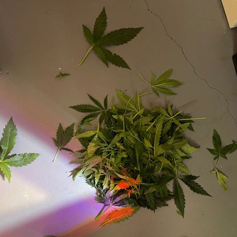 Purple Haze growlog photo: Progress