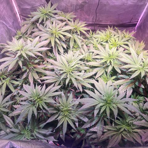 Purple Haze growlog timeline photo