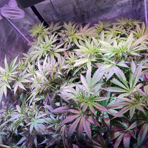 Purple Haze growlog photo: Progress