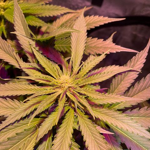 Purple Haze growlog timeline photo