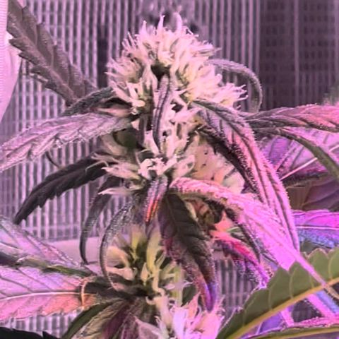 Purple Haze growlog timeline photo