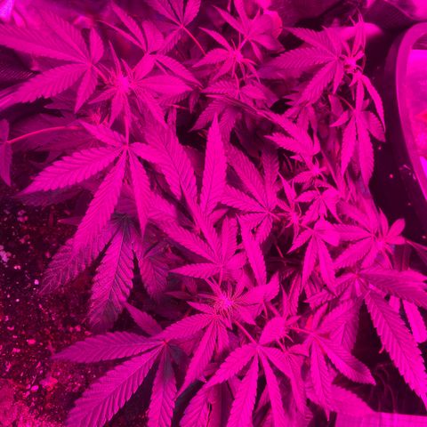 Laughint Elephant growlog photo: 4 semana de floracion
