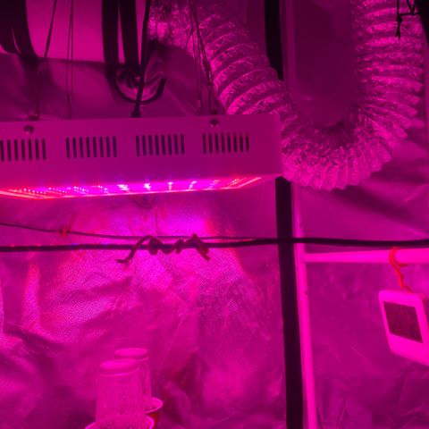 Sour Girl 2 growlog timeline photo
