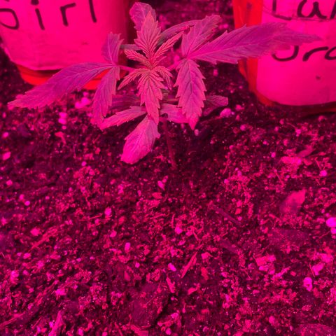 Sour Girl growlog timeline photo