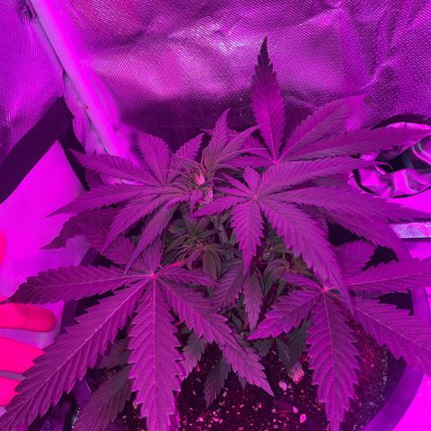 Sour Girl growlog photo: Semana 2 de vegetación 