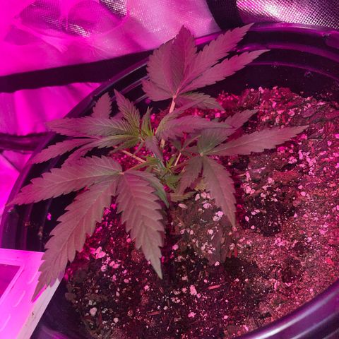 Sour Girl 2 growlog photo: 1 primera semana de vegetacion