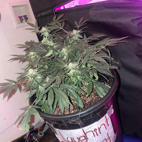 Laughint Elephant growlog timeline photo