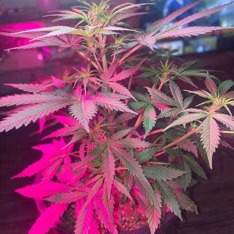 Sour Girl growlog timeline photo