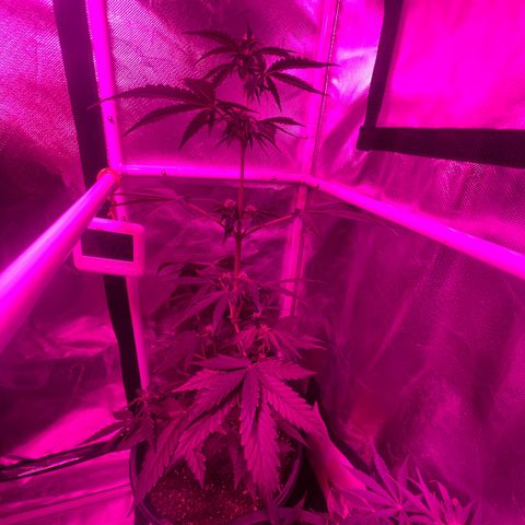 Sour Girl 2 growlog timeline photo