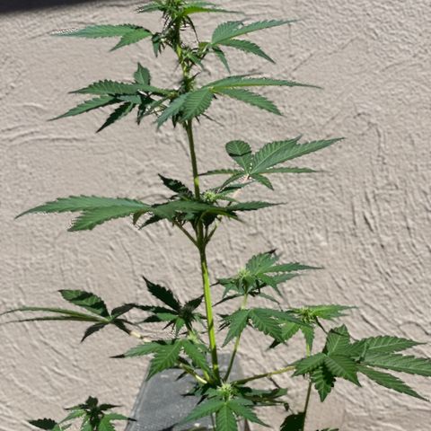 Sour Girl 2 growlog timeline photo