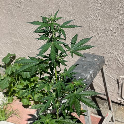 Sour Girl 2 growlog timeline photo