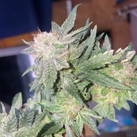 Laughint Elephant growlog timeline photo