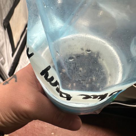  Blueberry Auto growlog timeline photo