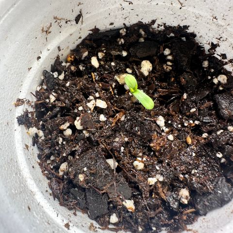  Blueberry Auto growlog photo: 21:09