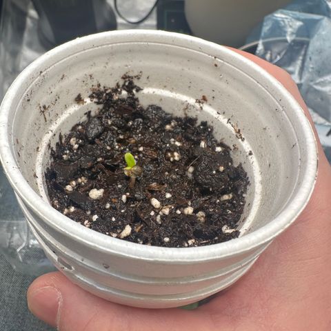  Blueberry Auto growlog photo: 13:50