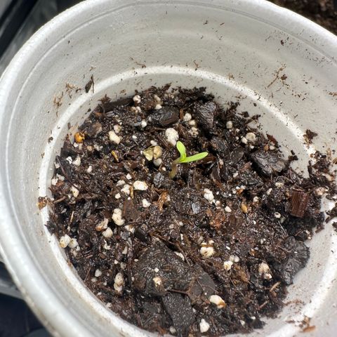  Blueberry Auto growlog photo: 17:14