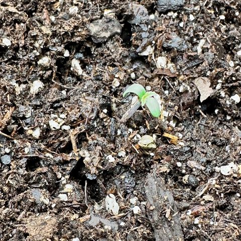  Blueberry Auto growlog photo: 08:25 moved to final pot