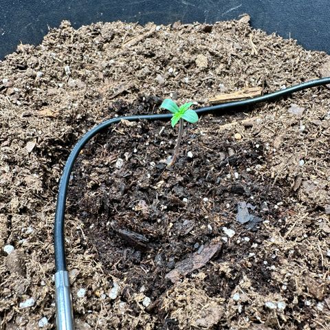  Blueberry Auto growlog photo: 09:27
Leggy