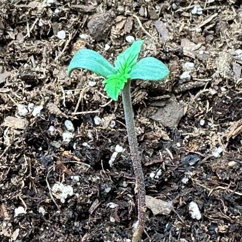  Blueberry Auto growlog photo: 17:40
4.1cm
