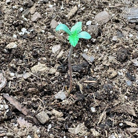  Blueberry Auto growlog photo: 7:38