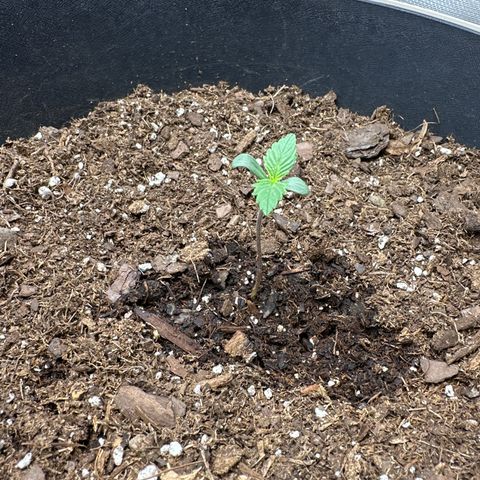  Blueberry Auto growlog photo: 07:47
Second set of true leaves starting