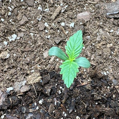  Blueberry Auto growlog timeline photo