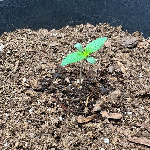  Blueberry Auto growlog photo: 10:14