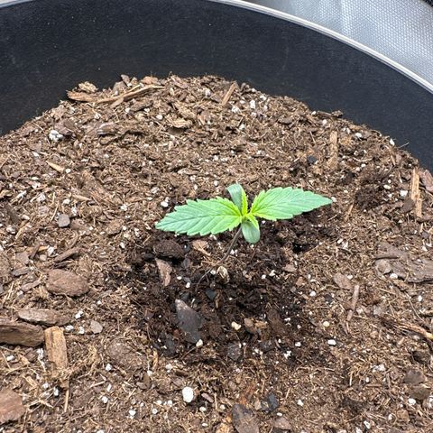  Blueberry Auto growlog photo: 09:26